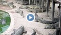 Жена в депресия скочи в езеро с крокодили