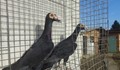 Мафиоти крадат гълъби от по 3 бона, които да пренасят дрога
