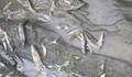 Река Луда Яна се задръсти от измряла риба