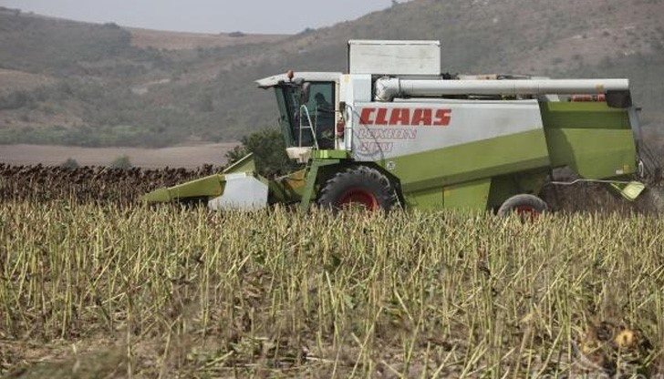 Средният добив е 240 кг/декар, което е с 37 кг по-малко от миналата година