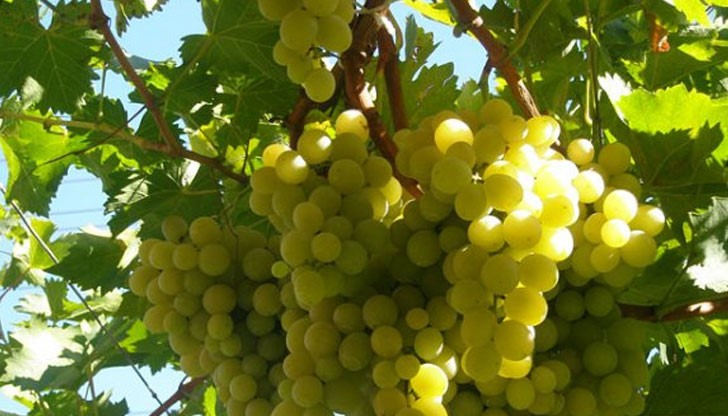 С около 100 кг е по-малък добивът на грозде от декар в Русенско спрямо миналата година