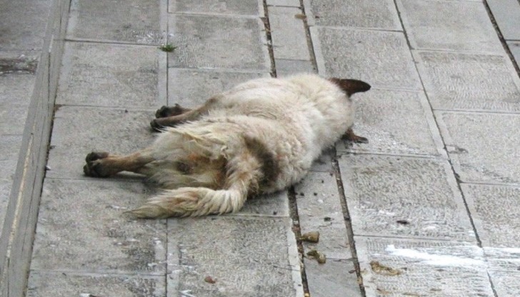 Труповете се валят по пътя, дворове и близки ниви,