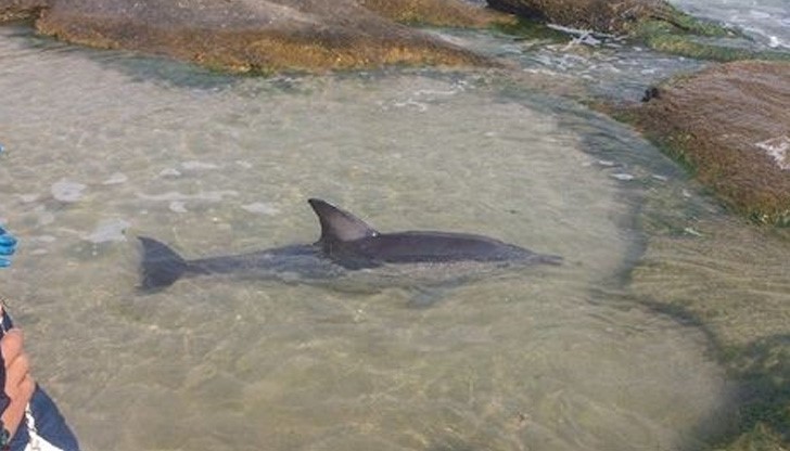 Туристи спасиха малко делфинче край Равда