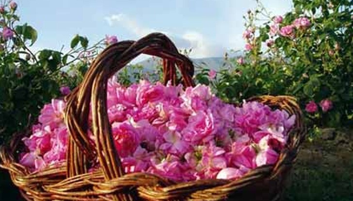 Около 3 500 кг розови цветове са необходими за получаването на 1 кг розово масло