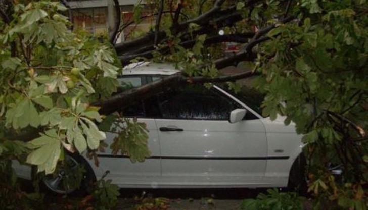 Вятърът в Русе "отсече" кестен и го стовари върху "БМВ"