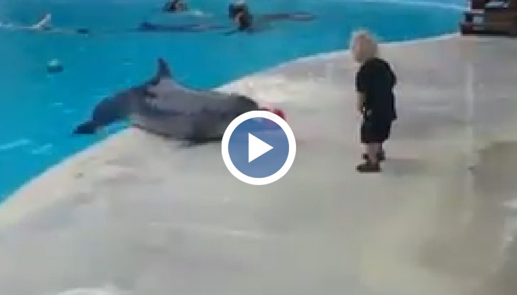 Дете и делфин си играят един с друг