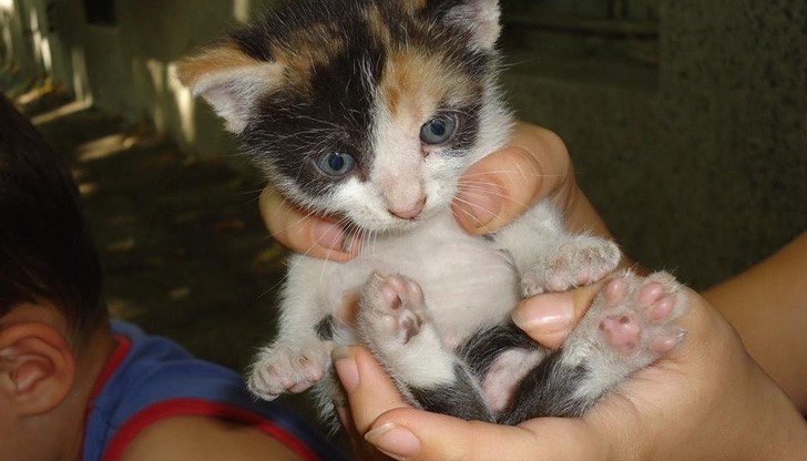 Историята на Шиши, която ще ви просълзи