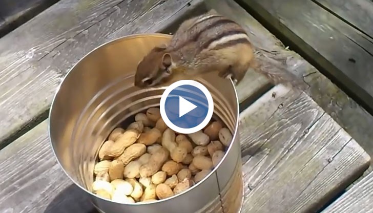 Много лесен начин да си кванете катеричка