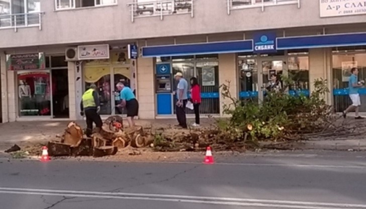 В повечето случаи става дума за могъщи растения на няколко десетки години