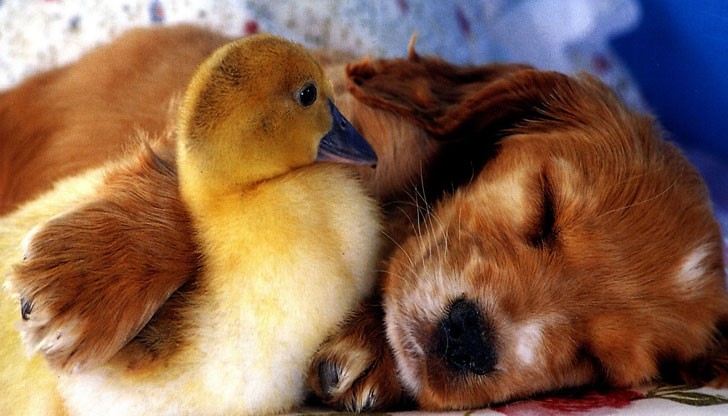 <p>Не е важно дали между двама човека има километри разстояние, важното е между тях да няма никой ...</p>
