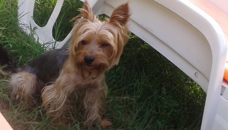 Кученцето Рафи