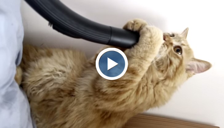 Ще се изумите какви ги върши тази котка