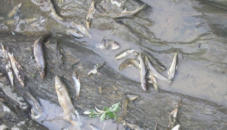Река Луда Яна се задръсти от измряла риба