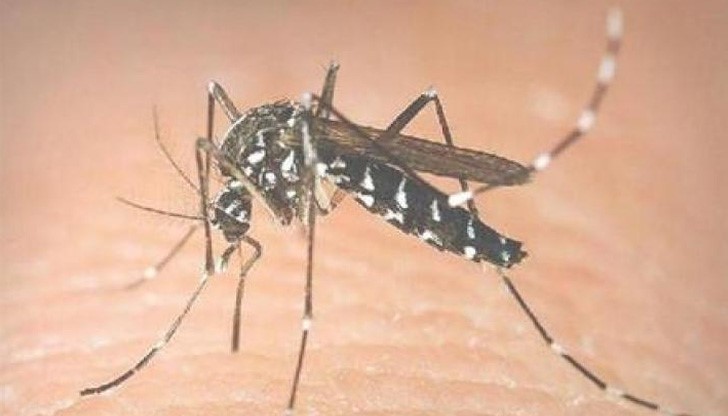 Този вид комар е приносител на различни вируси, причинители на сериозни заболявания