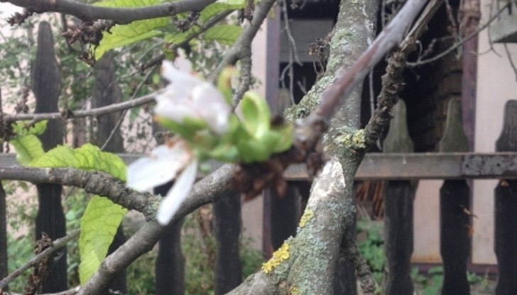 Рано тази сутрин температурата в Русе беше 7.6 градуса