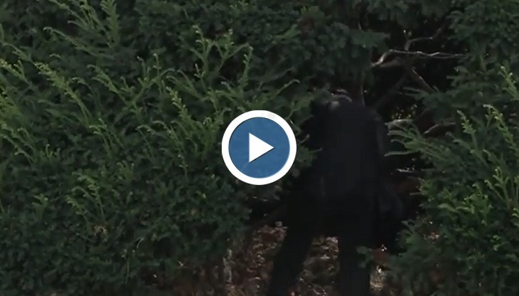 Храстите в центъра на Русе се ползват за сметище и тоалетна