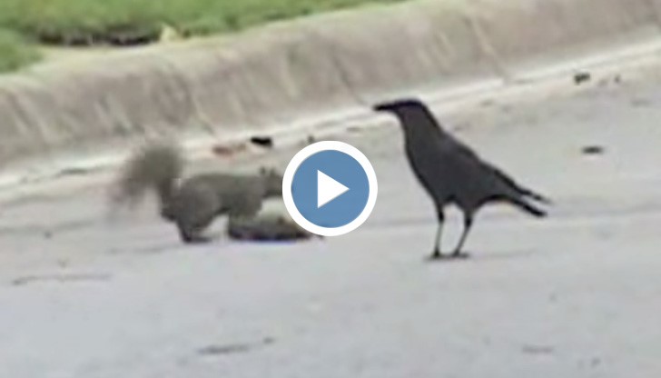 След като нейния приятел умира, тя продължава да гони гарваните, за да предпази тялото му