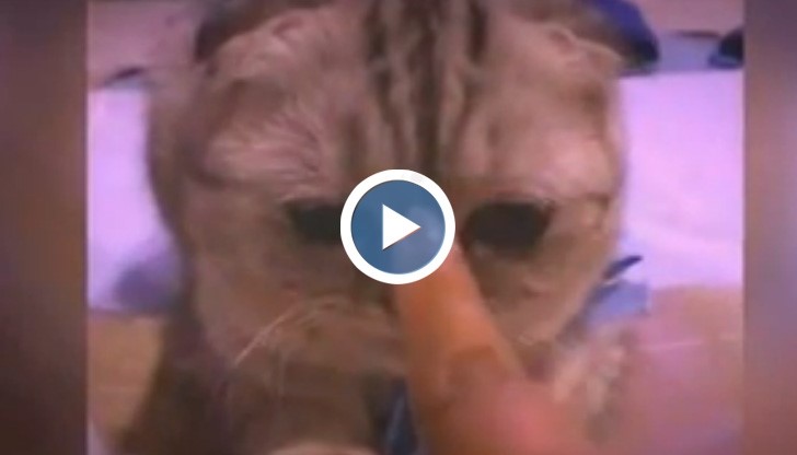 Гръмпи кет намери конкуренция в лицето на най-киселата котка на света