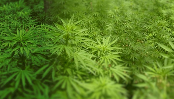 Полицията разкри канабисова плантация, охранявана със СОТ Полицията разкри канабисова плантация, охранявана със СОТ