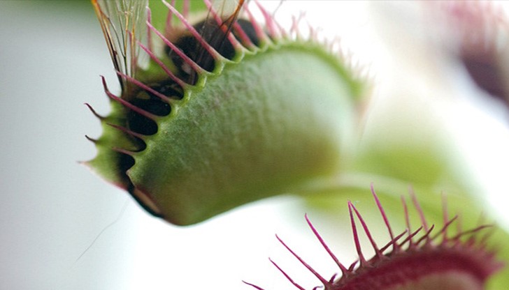 Стайните растения - смъртоносни