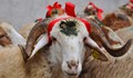 Природозащитници спират Курбан Байрям