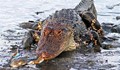 Морски рак надви гладен алигатор