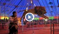 Забраняват животните в цирка от януари 2015 г.