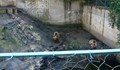 Измъчени животни обитават зоопарка в Ловеч