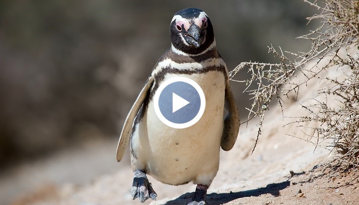 Вижте как се разхожда това пингвинче по улиците, точно като човек
