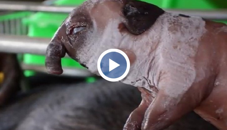 В китайско село се роди прасе с хобот като на слон или по точно като на тапир.