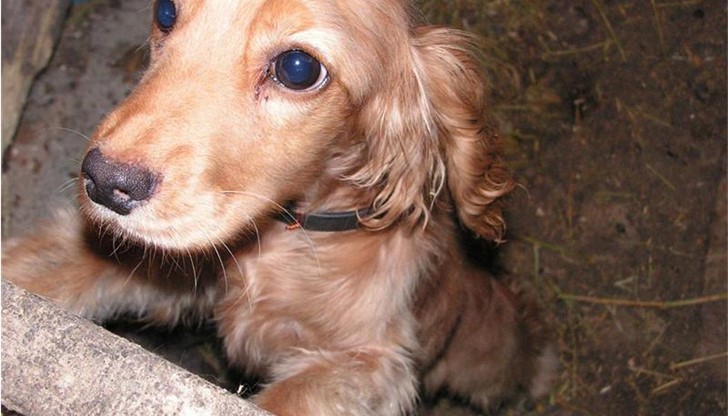 Две от специално обучените кучета бяха открити в селски имот. Третото животно продължава да се издирва.