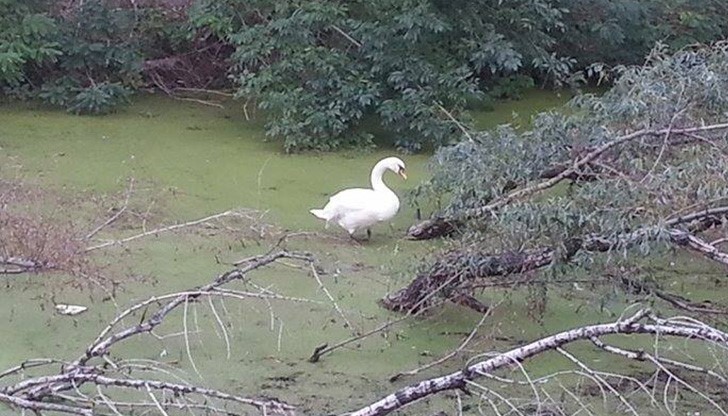 От Сдружението за защита правата на животните в Русе препоръчват птицата да бъде изпратена за лечение