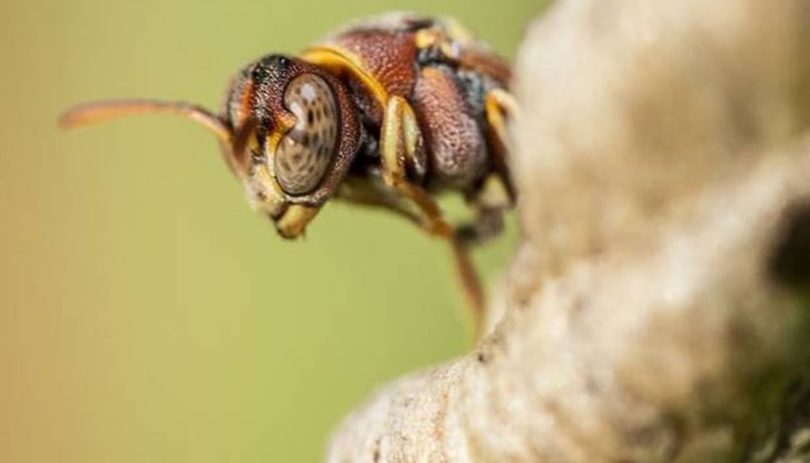 Не подценявайте ужилването от стършел Не подценявайте ужилването от стършел