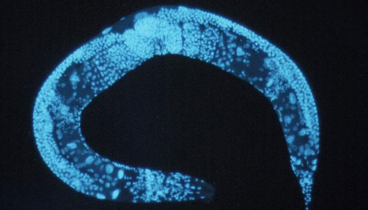 Заради мутация "елегантният" червей не пълнеел и грам