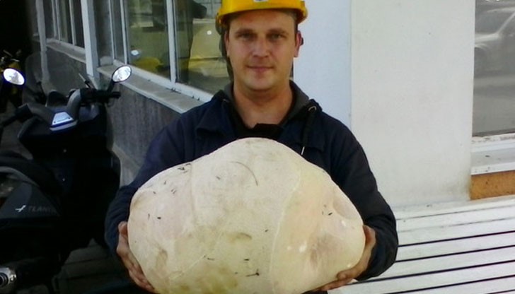 Гъбата е пърхутка и тежи 10,5 килограма