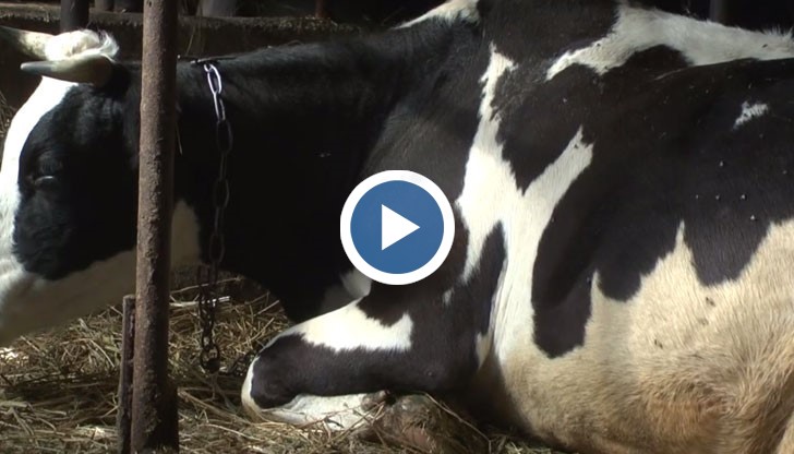 Премахването на квотите от 2015 щяло да ги доубие смята фермерът Мильо Трофилов