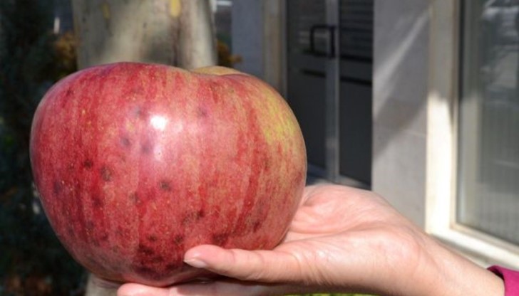 Ябълката не само че е гигант, но и впечатлява с това, че е апетитна с гладката си повърхност
