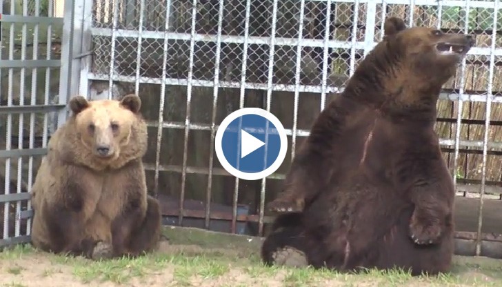Договорката със защитниците на животните беше едно от условията, за да не отведат двете мечки в зоопарка в Добрич