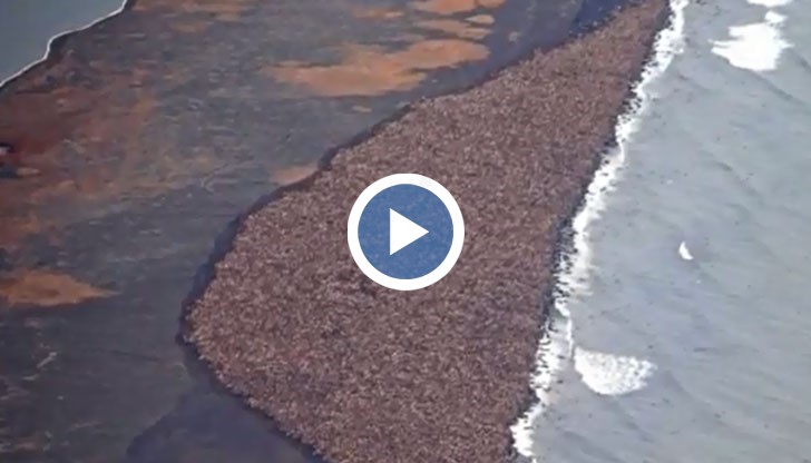 Тихоокеанските моржове прекарват зимата в Берингово море