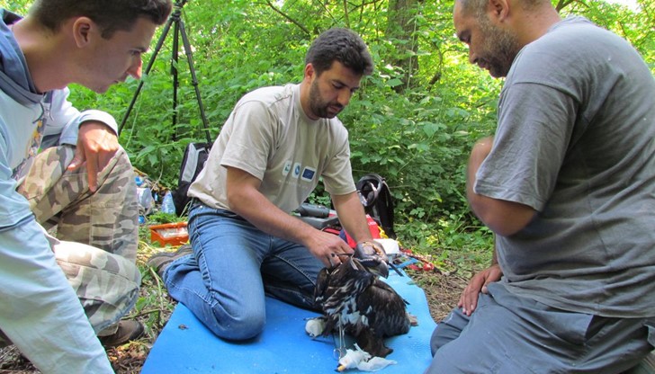 На единия от орлите ще бъде поставен предавател, предоставен от Българското дружество за защита на птиците