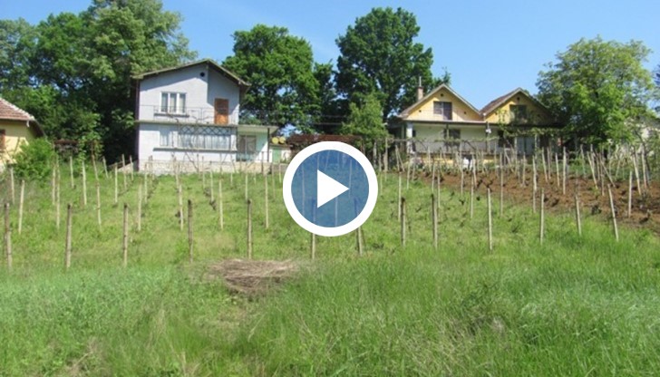 Над 1 тон грозде и целогодишен труд беше съсипан за една нощ