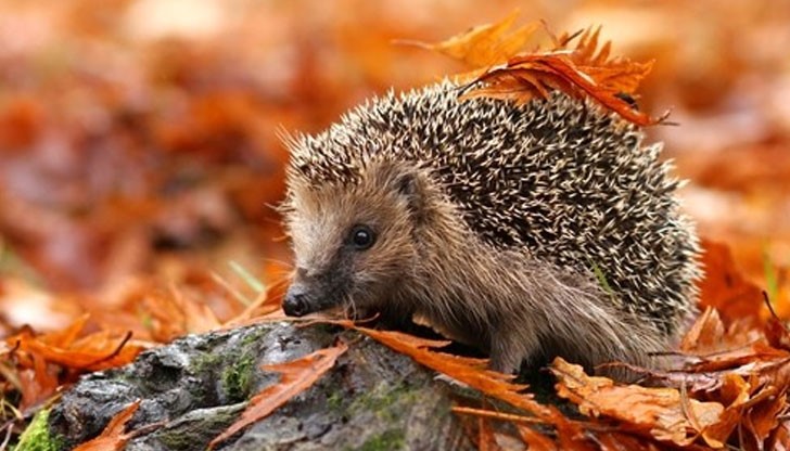 В хотела има специална стая за игра за таралежи, които се хранят с изискано меню, специално пригодено за тях. В хотела има специална стая за игра за таралежи, които се хранят с изискано меню, специално пригодено за тях.