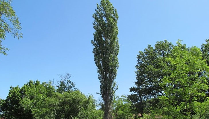 Едва 30 дървета са останали на територията от Русе до Тутракан по поречието на река Дунав