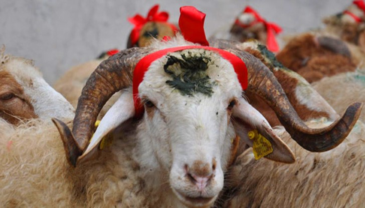 Природозащитници попречиха на изпълнението на ритуал по повод мюсюлманския празник Природозащитници попречиха на изпълнението на ритуал по повод мюсюлманския празник