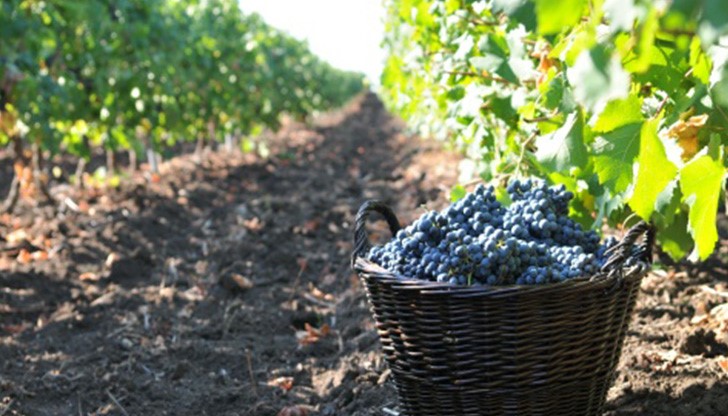 От близо половината от лозовите масиви в Русенско гроздето вече е прибрано От близо половината от лозовите масиви в Русенско гроздето вече е прибрано