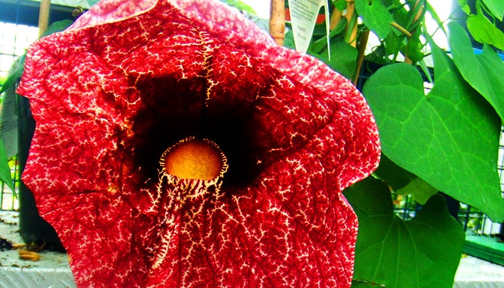 Aristolochia gigantea Mart е наричана още Гигантско пеликаново цвете, лови мухи за оплождане