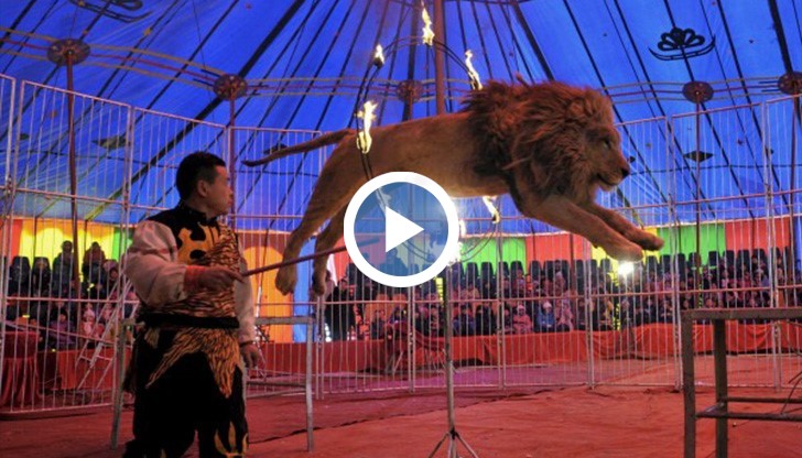 Забраната засяга лъвове, тигри, мечки и всички видове животни, които са застрашени от изчезване