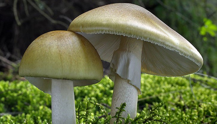 60-годишният мъж постъпил в болницата със симптоми за отравяне, три дни след като ял от отровните гъби