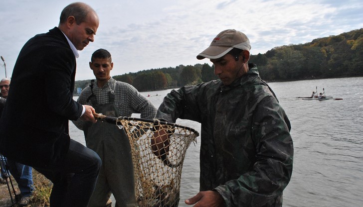 6000 шарана със средно тегло около 0.300 кг. бяха пуснати в езерото на Лесопарка „Липник“ днес