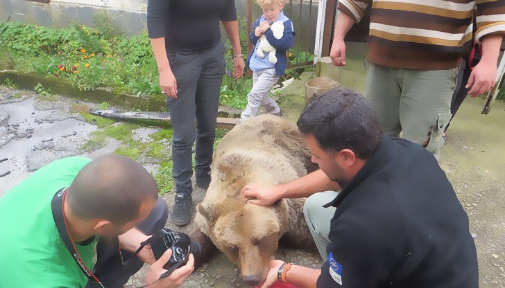 Специалистите от Сдружение за дива природа "Балкани"  помагат в процеса на преместване на мечките